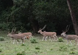 Chitwan Jungle Safari