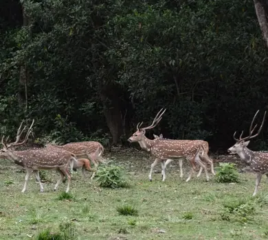 Chitwan Jungle Safari