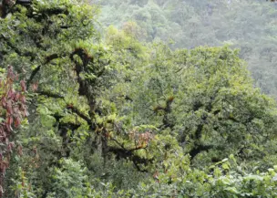 Phulchoki Hiking