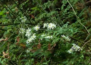 Phulchoki Hill Hiking