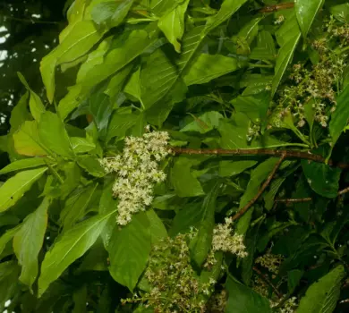 Phulchoki Day Hike