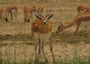 Wildlife Safari In Bardia