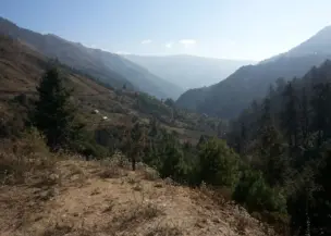 Pikey Peak Trek Forest View